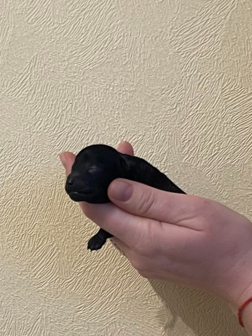 De Kama Rati - Chiots disponibles - Caniche