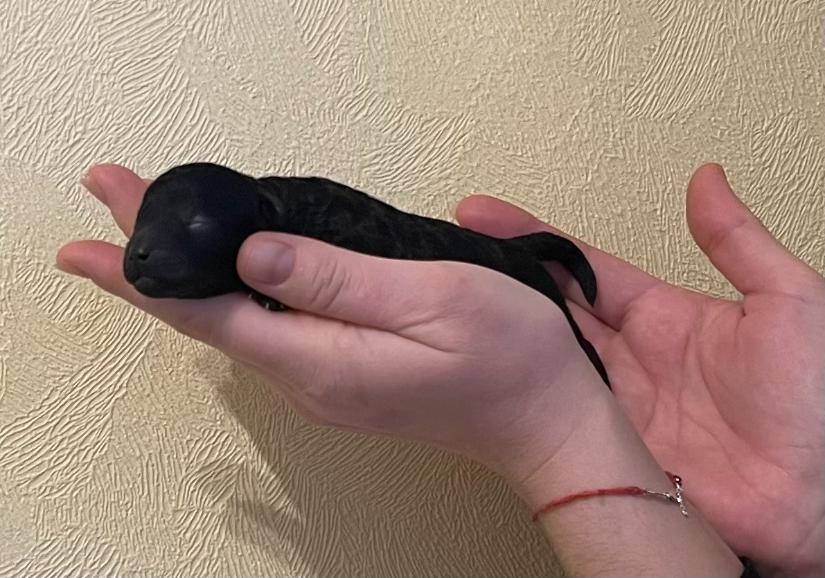 De Kama Rati - Chiots disponibles - Caniche