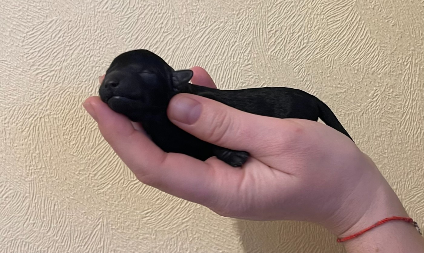 De Kama Rati - Chiots disponibles - Caniche