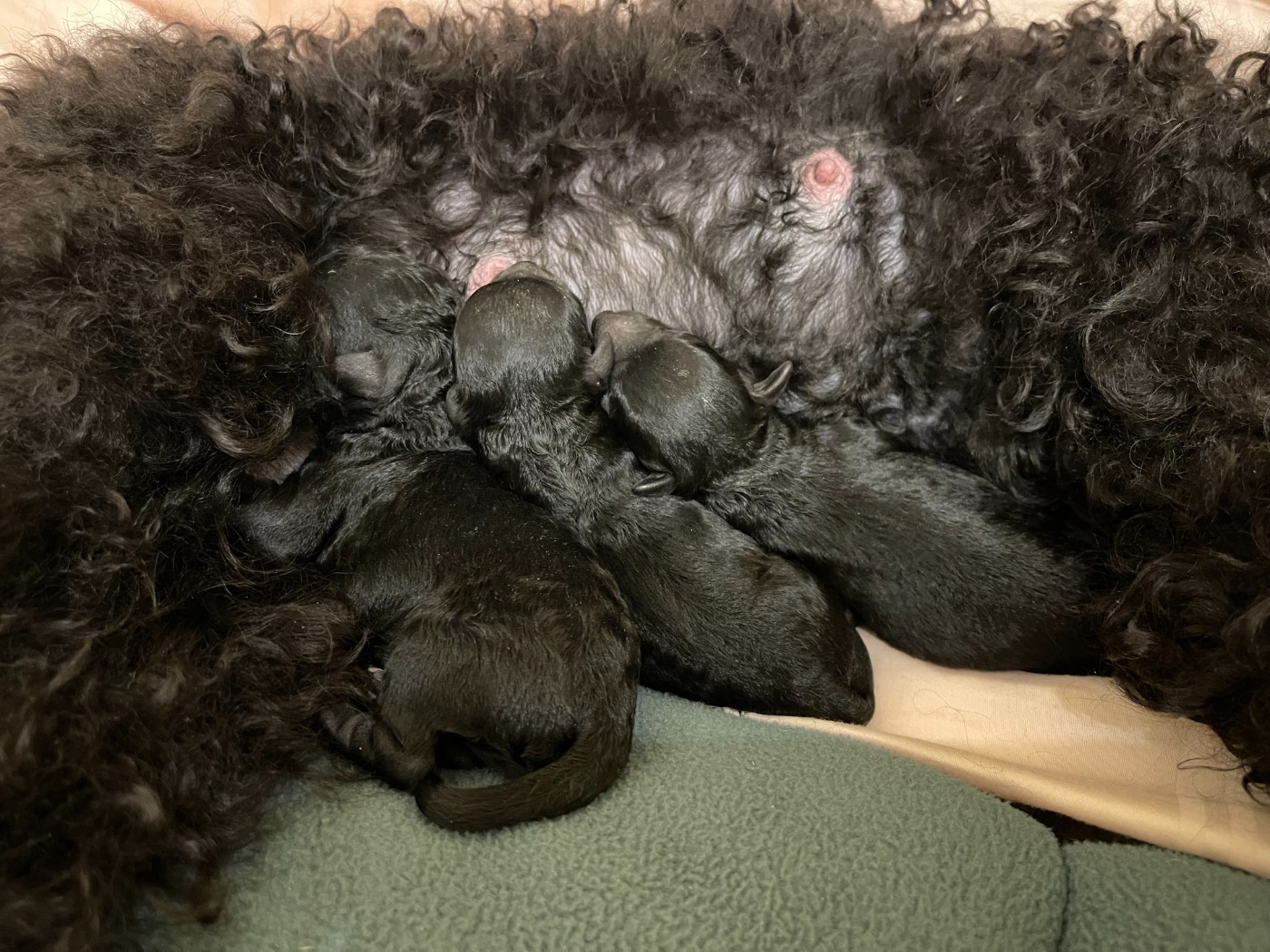 Chiot Caniche De Kama Rati